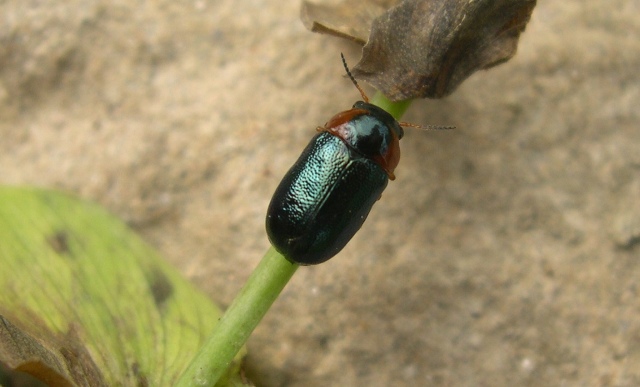 Sconosciuto: Smaragdina affinis